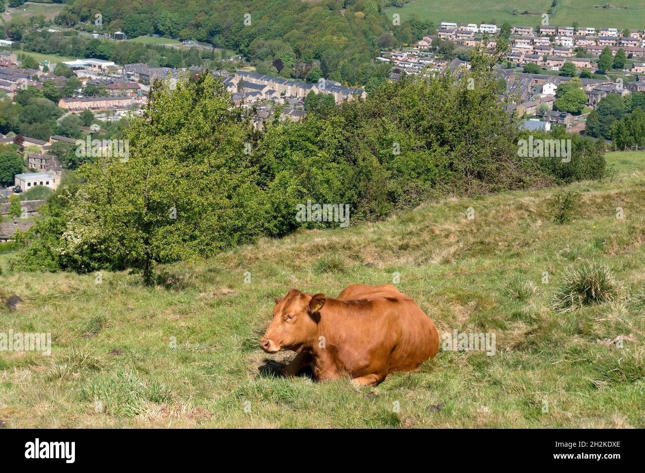 Kuh, die auf einem Hügel in Cragg-vales, Mytholmroyd, West Yorkshire, sitzt Stockfoto