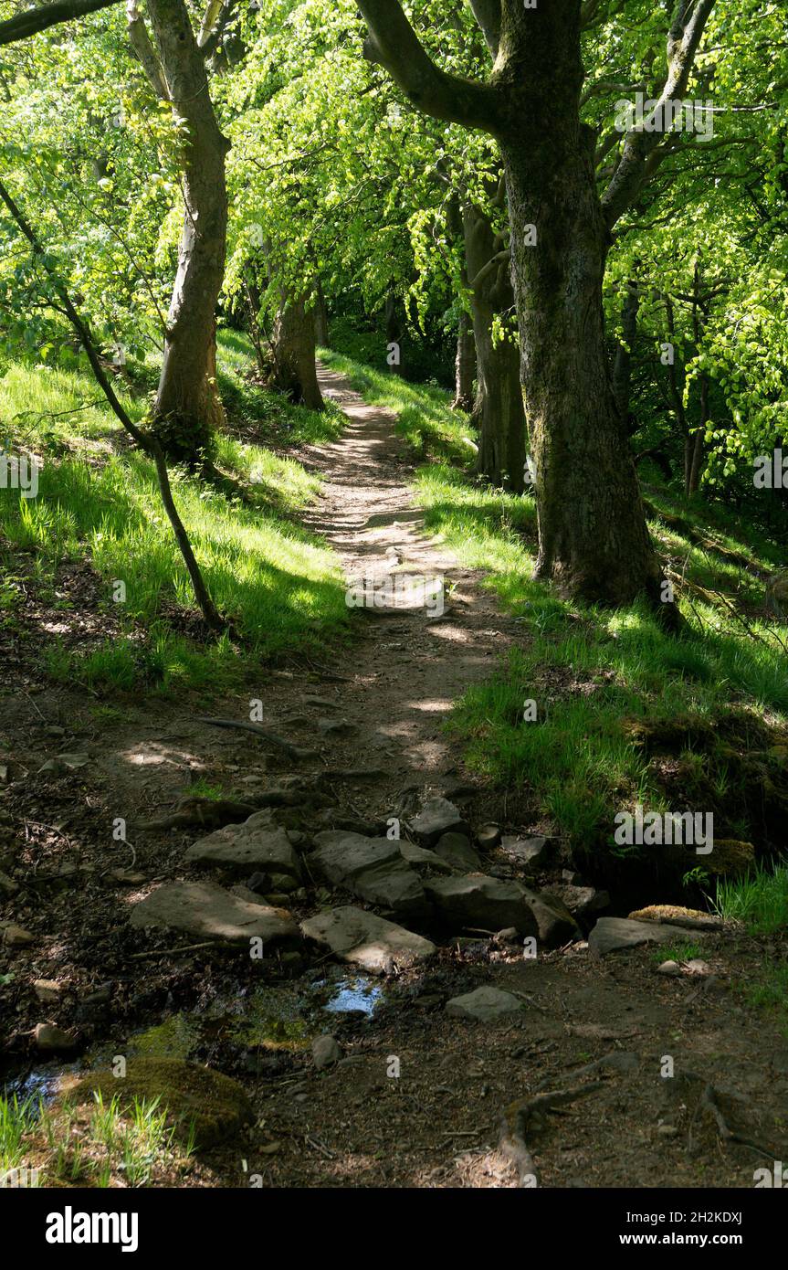 Fußweg durch Hollin Hey Wood, Cragg-Tal, Mytholmroyd, West Yorkshire Stockfoto