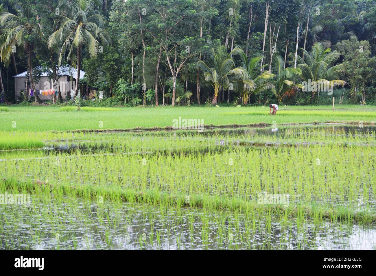 Natürliche Landschaft eines Dorfes von Bangladesch. Stockfoto