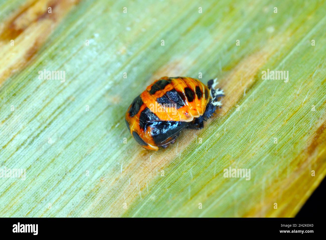 Die Puppe von Harmonia axyridis, am häufigsten als Harlekin, mehrfarbiger asiatischer oder asiatischer Marienkäfer bekannt, ist ein großer Coccinellid-Käfer. Stockfoto