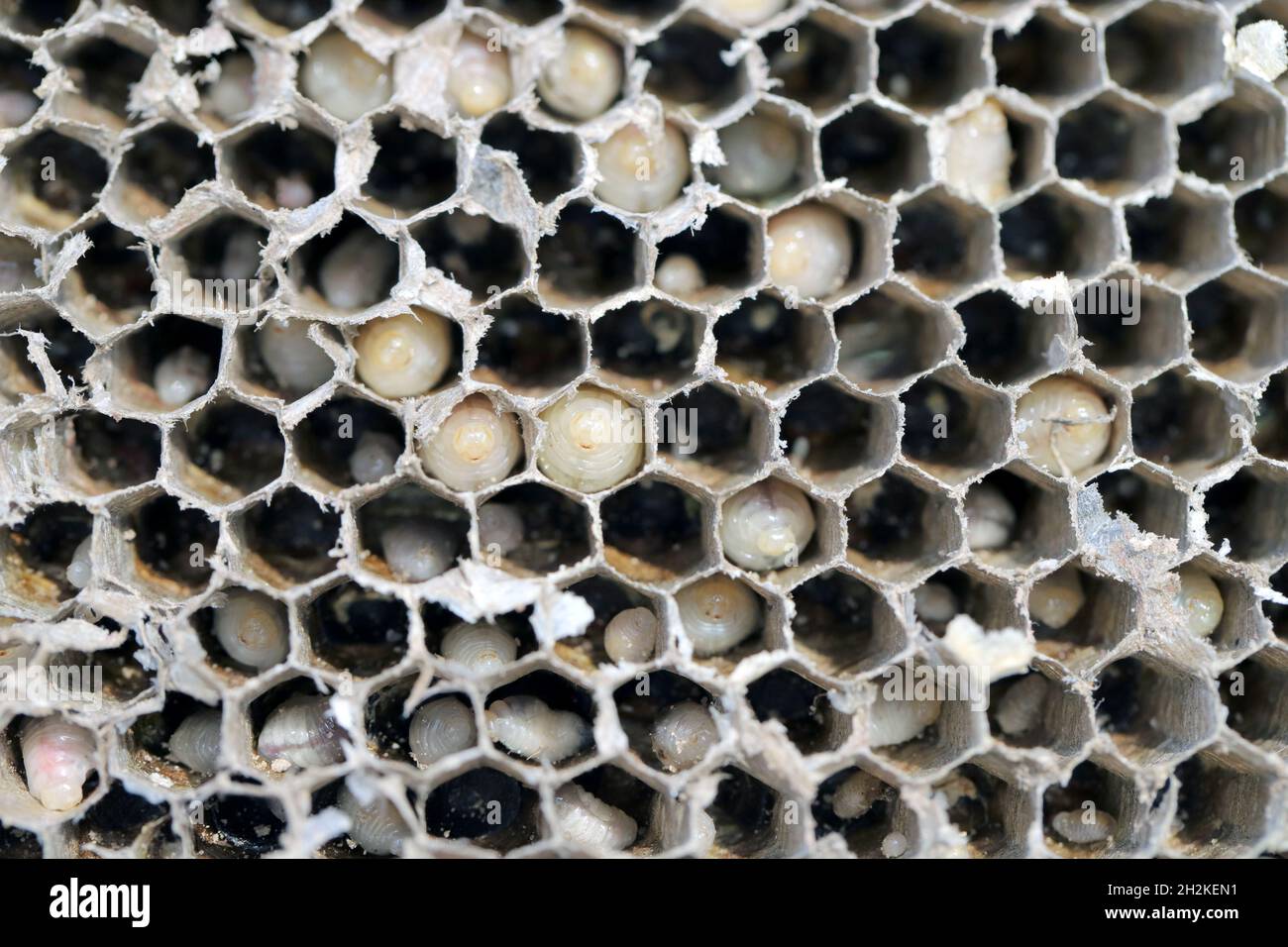 Sechseckigen Zellen mit Larven des gemeinsamen Wespe (Vespula Vulgaris). Exponierte Zentrum von Wespennest mit Maden sprunghafte, in frühen Phasen der Konstruktion Stockfoto