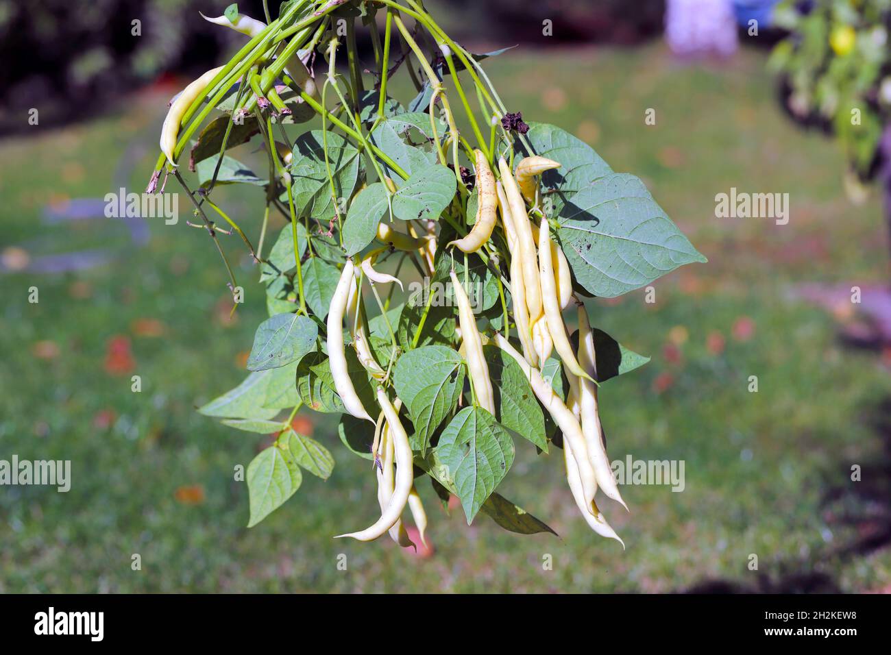 Nierenbohnen (Phaseolus vulgaris), frische Hülsen, Samen, Blätter, Draufsicht Stockfoto