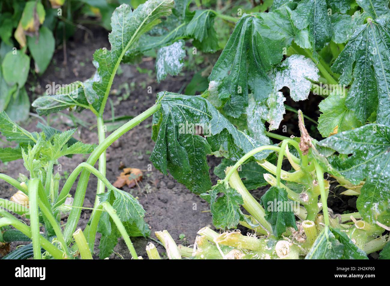 Schimmel auf Zucchini-Blatt, Zucchini mit Krankheit infiziert und durch Frost beschädigt. Stockfoto