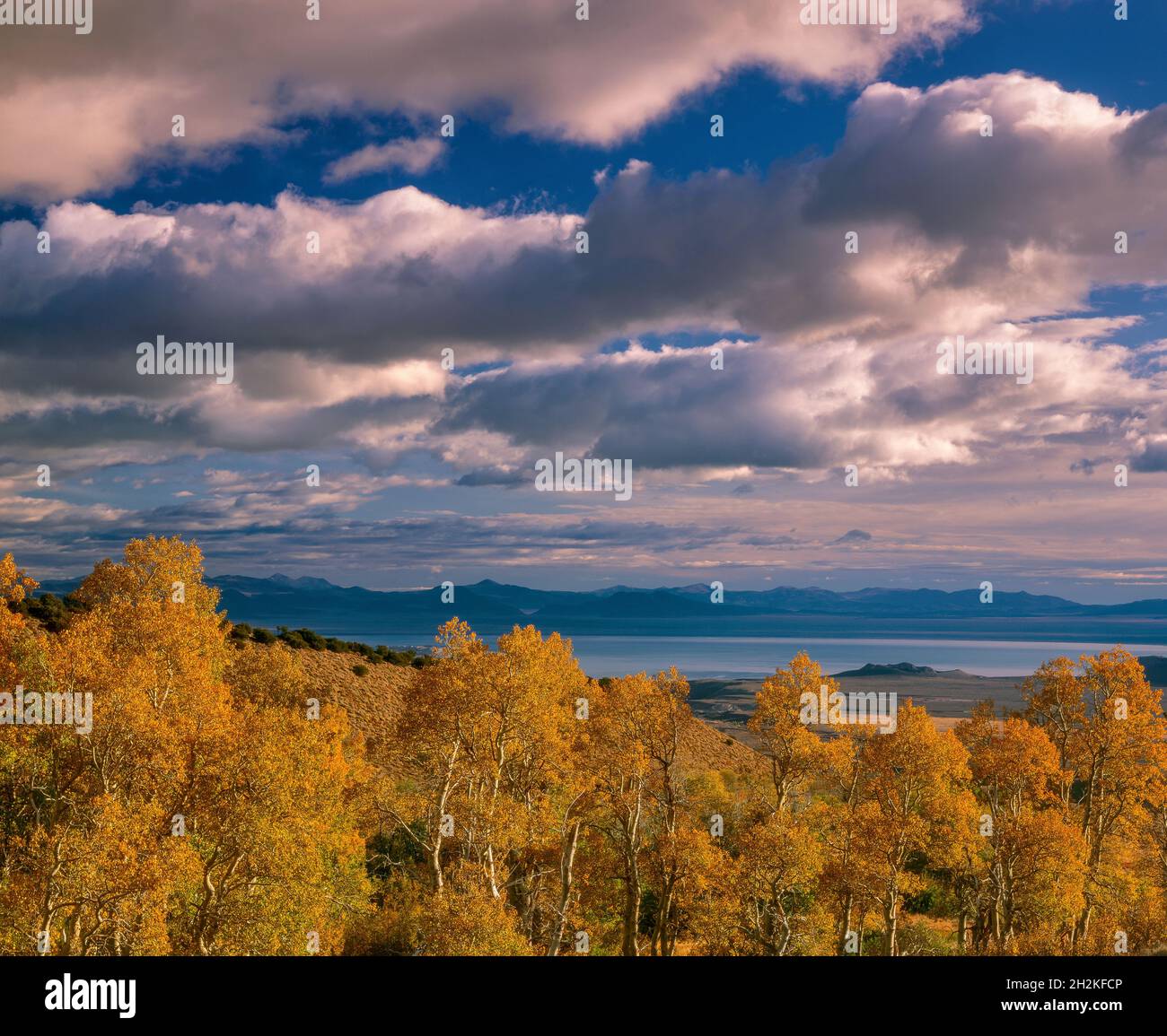 Aspen, Mono Lake, Mono Basin National Forest Scenic Area, Inyo National Forest, Kalifornien Stockfoto