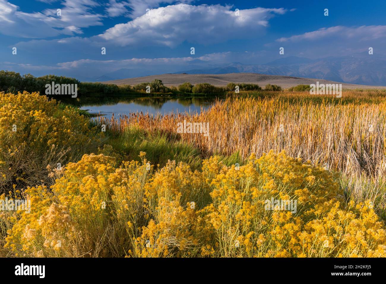 Feuchtgebiete, Rabbitbrush, Eastern Sierra, Mono Basin National Forest Scenic Area, Inyo National Forest, Kalifornien Stockfoto