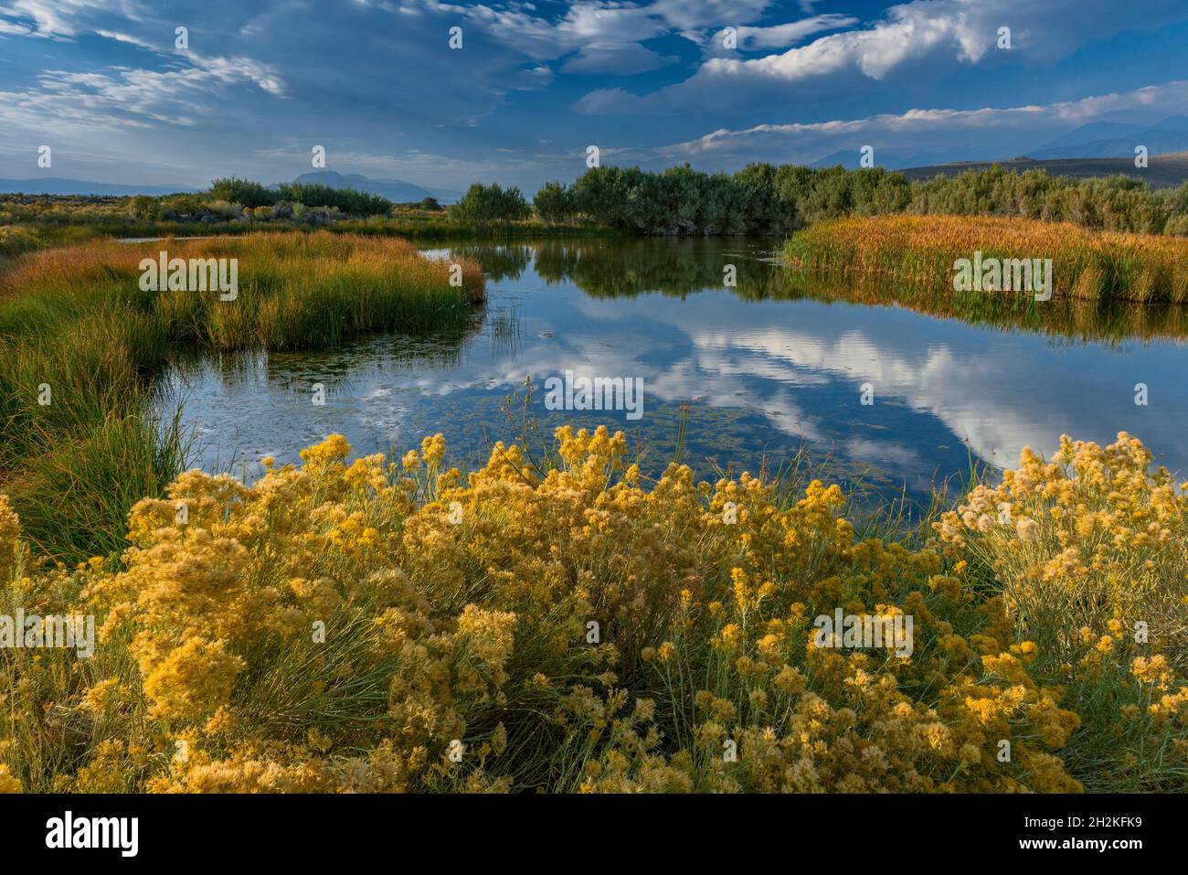 Feuchtgebiete, Rabbitbrush, Eastern Sierra, Mono Basin National Forest Scenic Area, Inyo National Forest, Kalifornien Stockfoto