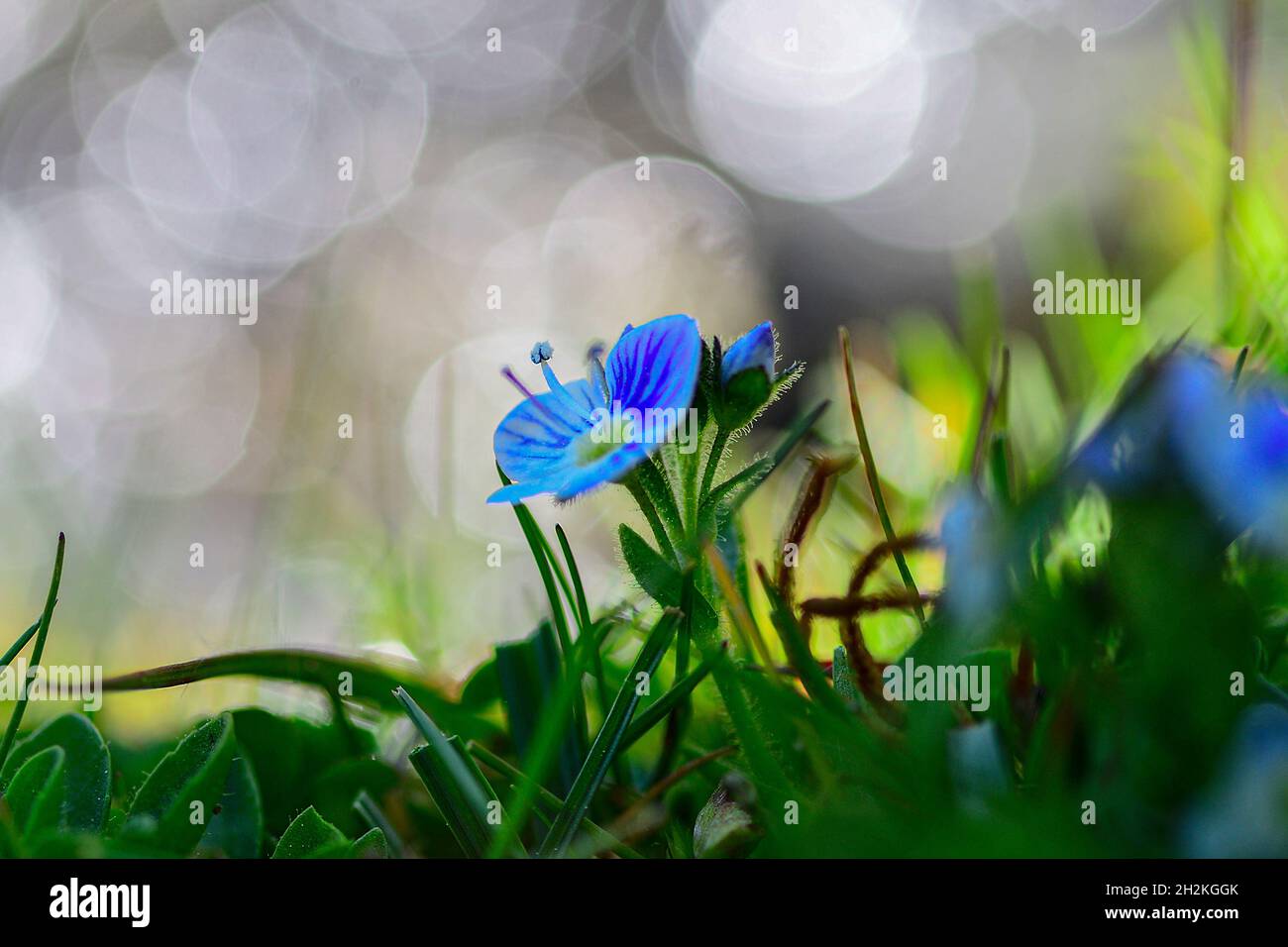 Natürliche und wilde Blumen - Gentiana verna oder Frühlings-Enzian. Stockfoto