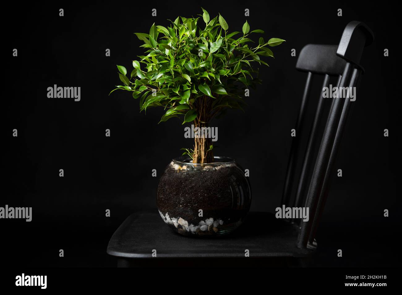 Ficus benjamina, allgemein als Buchsbaum oder indische Lorbeer in Glaspülle auf schwarzem geriffeltem Stuhl Stockfoto