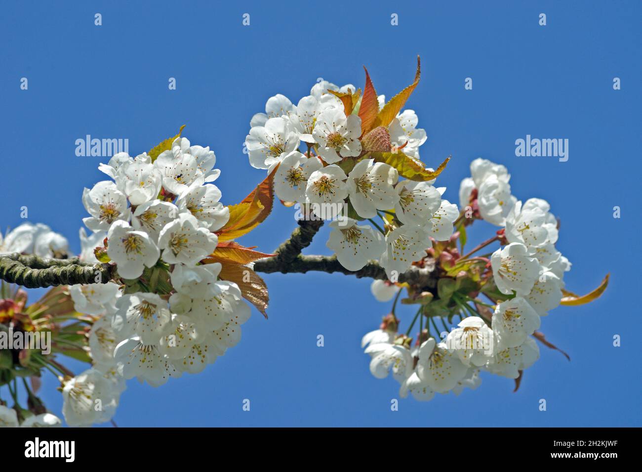 Alte Land, Villa Alice Stockfoto