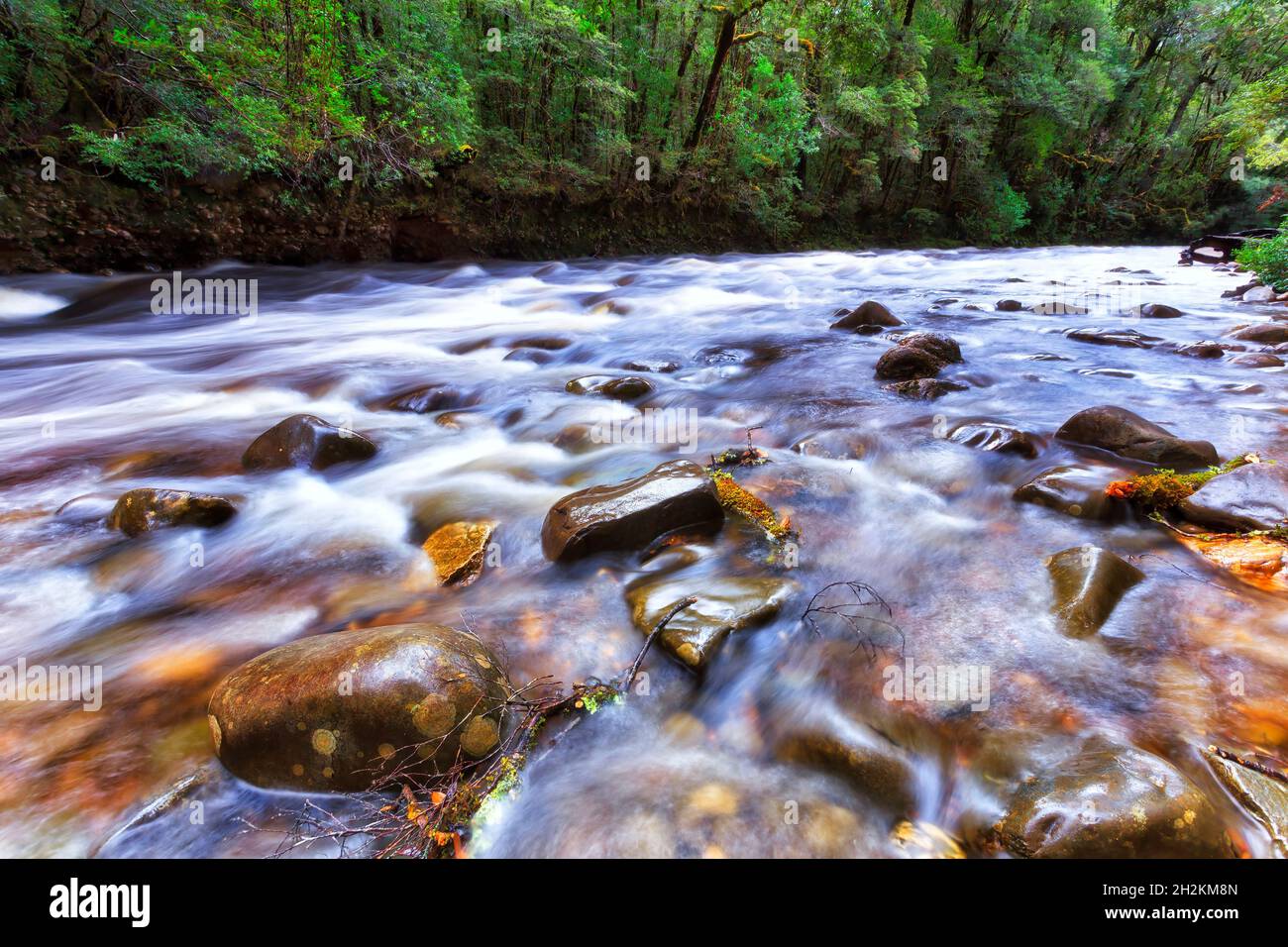 Wilder tasmanischer Fluss Franklin in immergrünen Regenwäldern des Gordon Franklin Wild Rivers National Park nach heftigen Regenfällen. Stockfoto