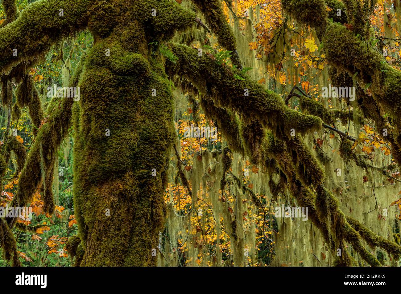 Dattelhail Moos und Methuselah's Beard Lichten bedecken dicht Zweige von Bäumen auf der Treppe, Olympic National Park, Washington State, USA Stockfoto