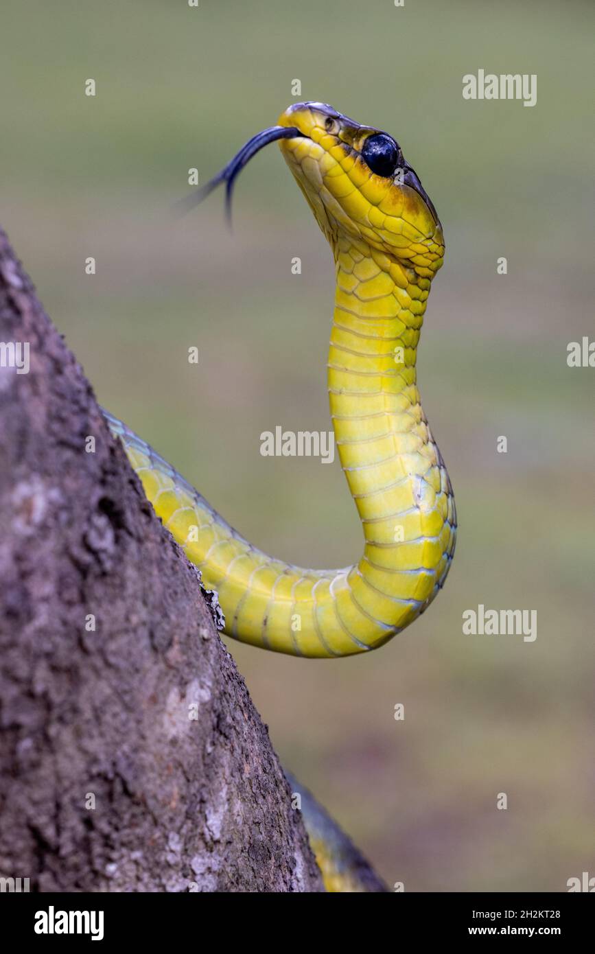 Australische, nicht giftige Common Tree Snake flackernde Zunge Stockfoto