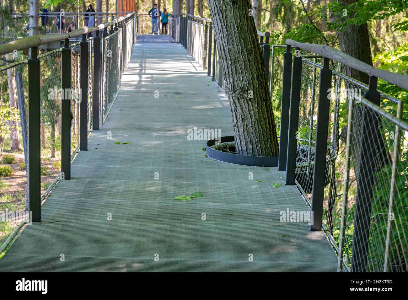 Midland, Michigan - The Canopy Walk at Dow Gardens. Die Wanderung ist 40 Meter über dem Boden und 1,400 Meter lang. Es ist der Whiting Forest von Dow Gardens. Stockfoto