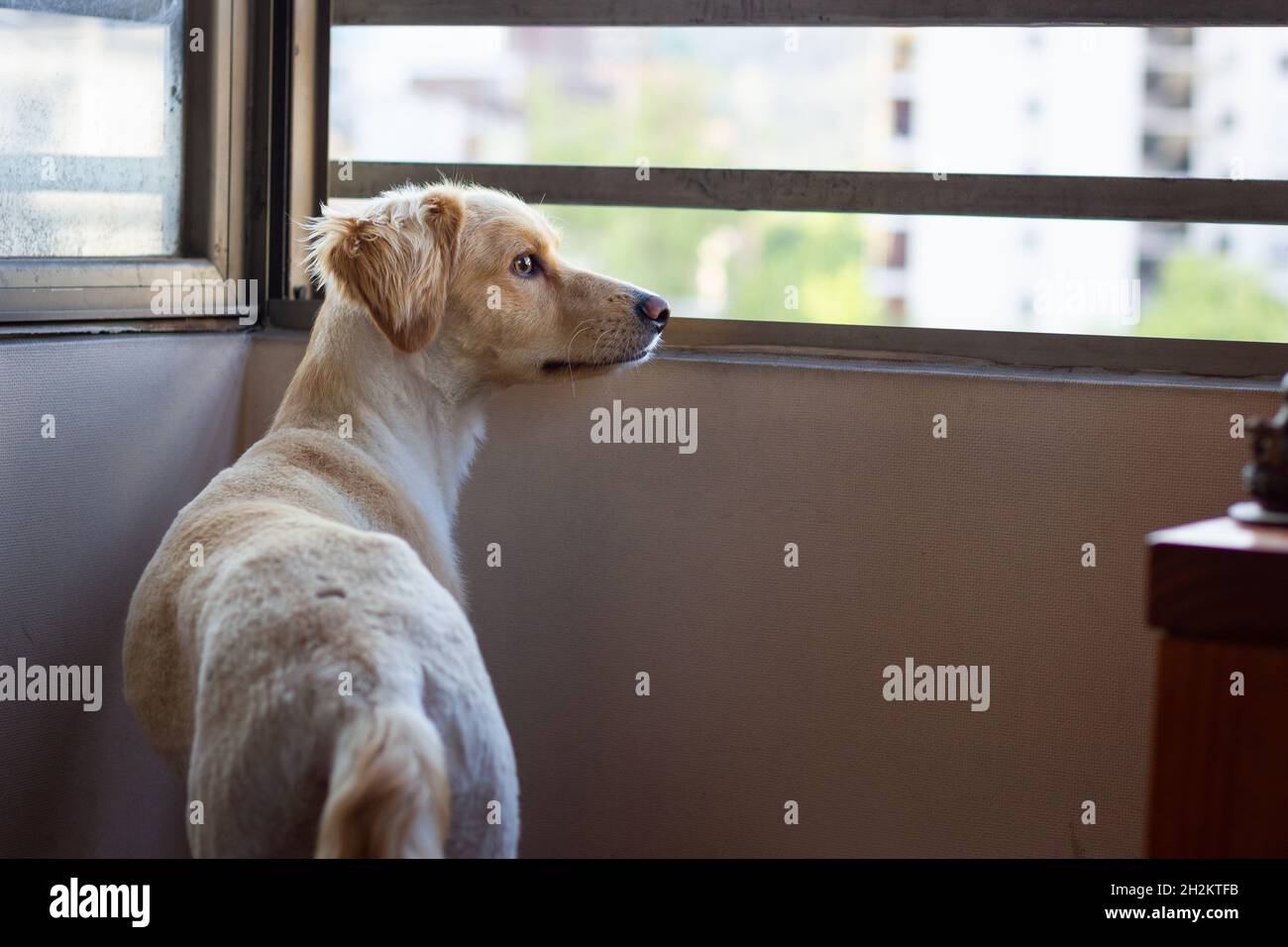 Alarm Golden Retriever Blick nach draußen auf Wohnzimmer Fenster. Brauner Hund fühlt sich zu Hause nervös. Erwartungsvolle, wartende Konzepte Stockfoto