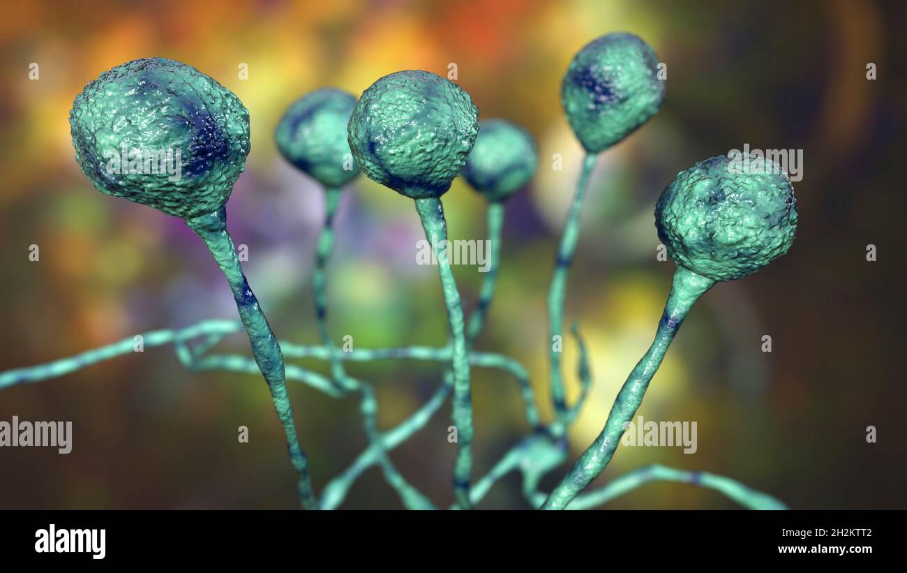 Mucorales pilz Fotos und Bildmaterial in hoher Auflösung Alamy