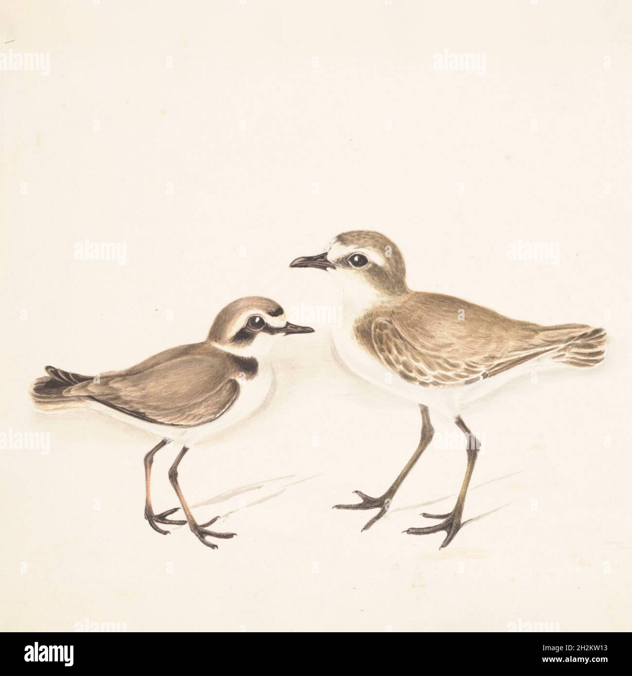 Temmincks Stint und kleiner Stint, Illustration aus dem 18. Jahrhundert Stockfoto