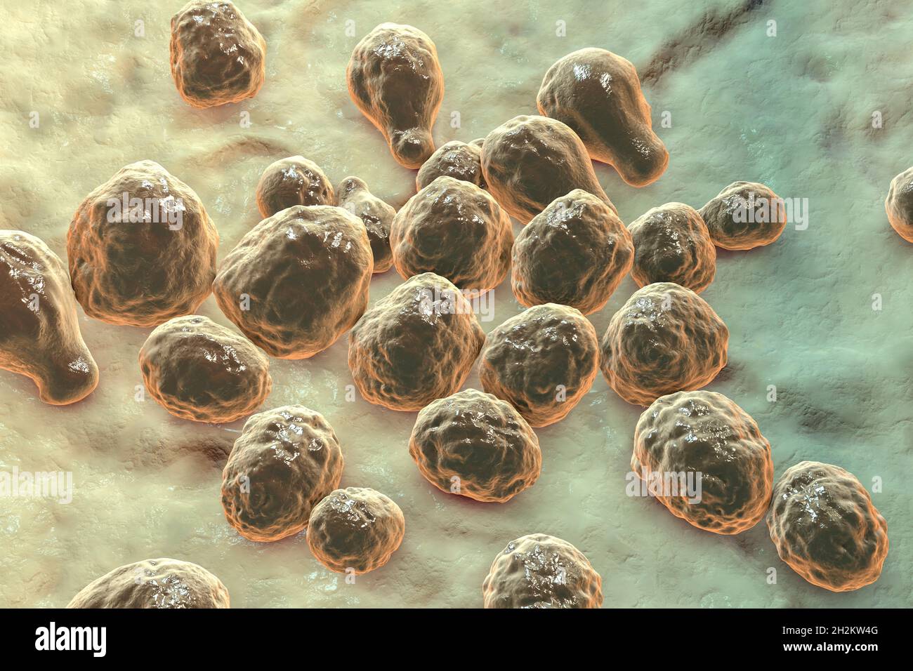 Cryptococcus neoformans Pilz, Illustration Stockfoto