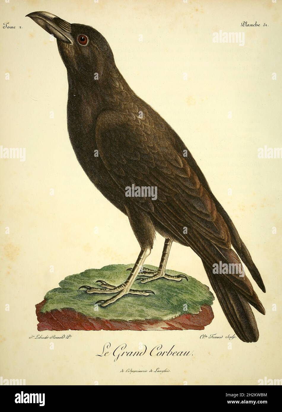 Gemeiner Rabe, Illustration aus dem 18. Jahrhundert Stockfoto