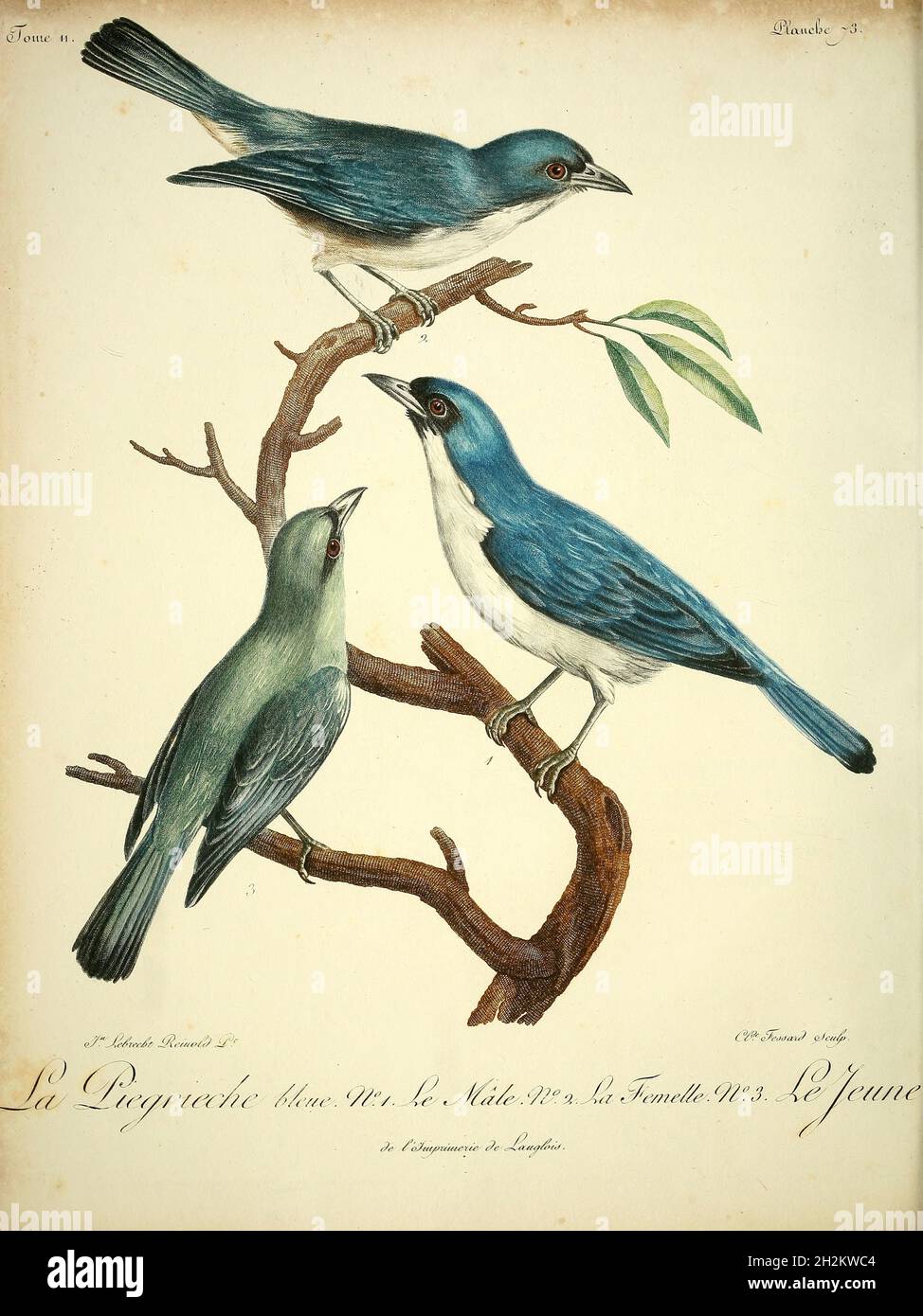 Blauer Vanga, Illustration aus dem 18. Jahrhundert Stockfoto