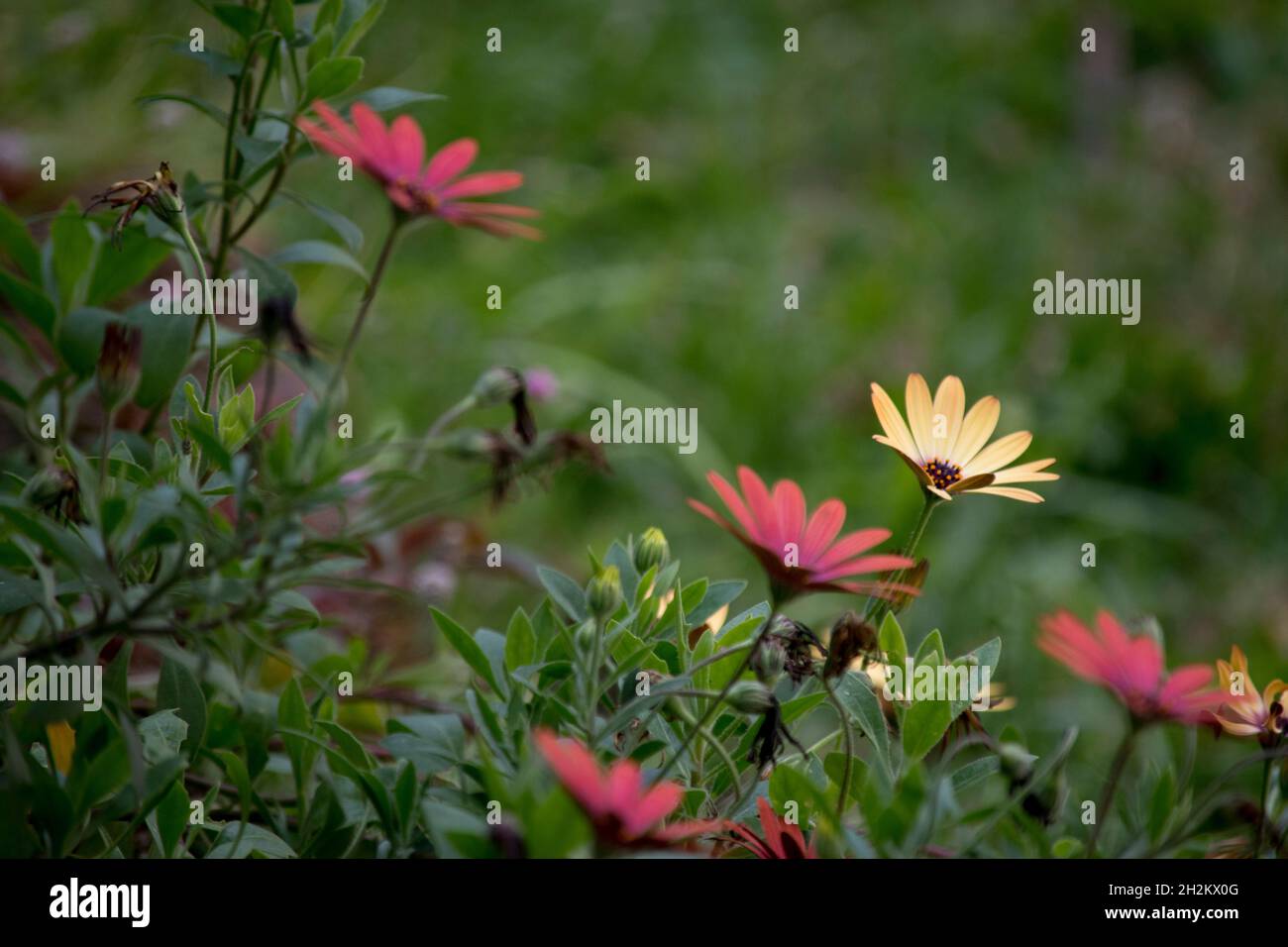 Bunte Gänseblümchen im Garten Stockfoto