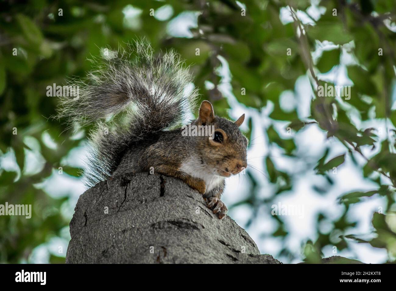 Ostgraues Eichhörnchen schaut in die Kamera und sitzt auf einem Stumpf in California Live Oak Tree Stockfoto
