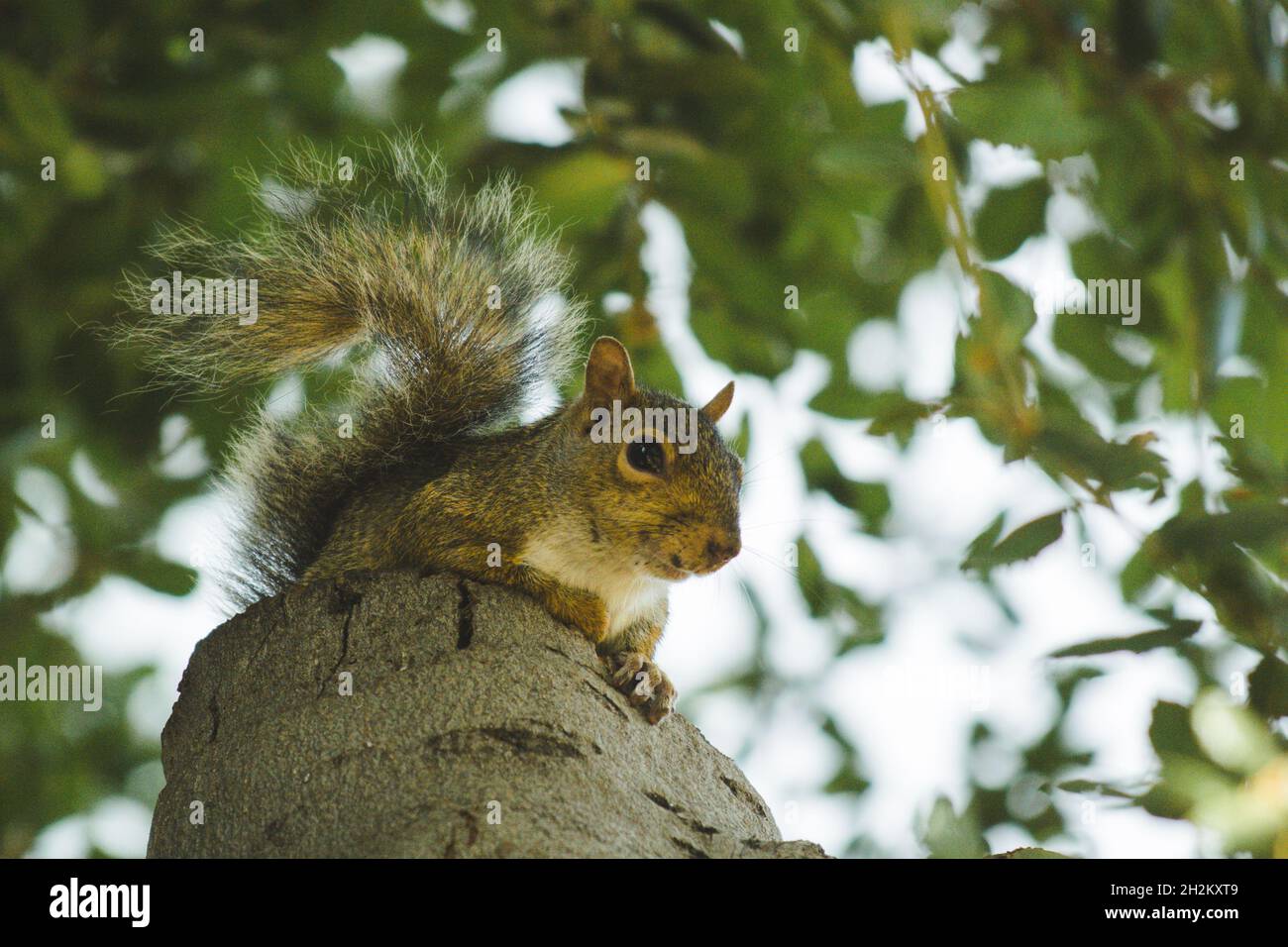 Ostgraues Eichhörnchen schaut in die Kamera und sitzt auf einem Stumpf in California Live Oak Tree Stockfoto
