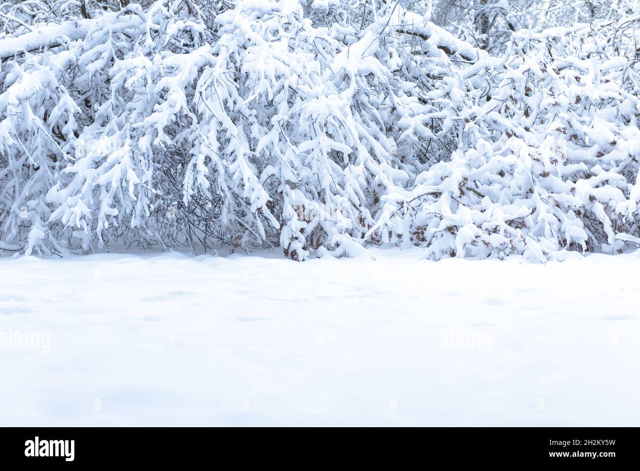 Winterwald als Hintergrund, schlichte, schneebedeckte reine Landschaft mit Kopierfläche für Grußtext. Szene von weißer Schneeoberfläche und Ästen in Wäldern. Stockfoto