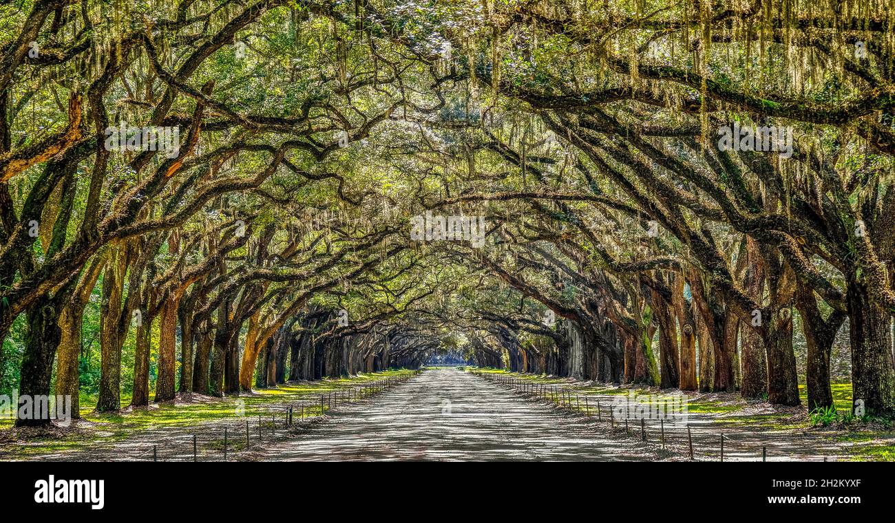 Eichenbaumallee in der historischen Wormsloe Plantation in der Nähe von Savannah, Georgia Stockfoto