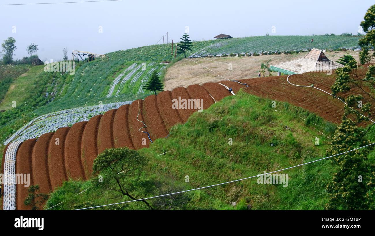 Gemüsegarten an den Hängen des Mount Sanging in Magelang, Indonesien. Stockfoto