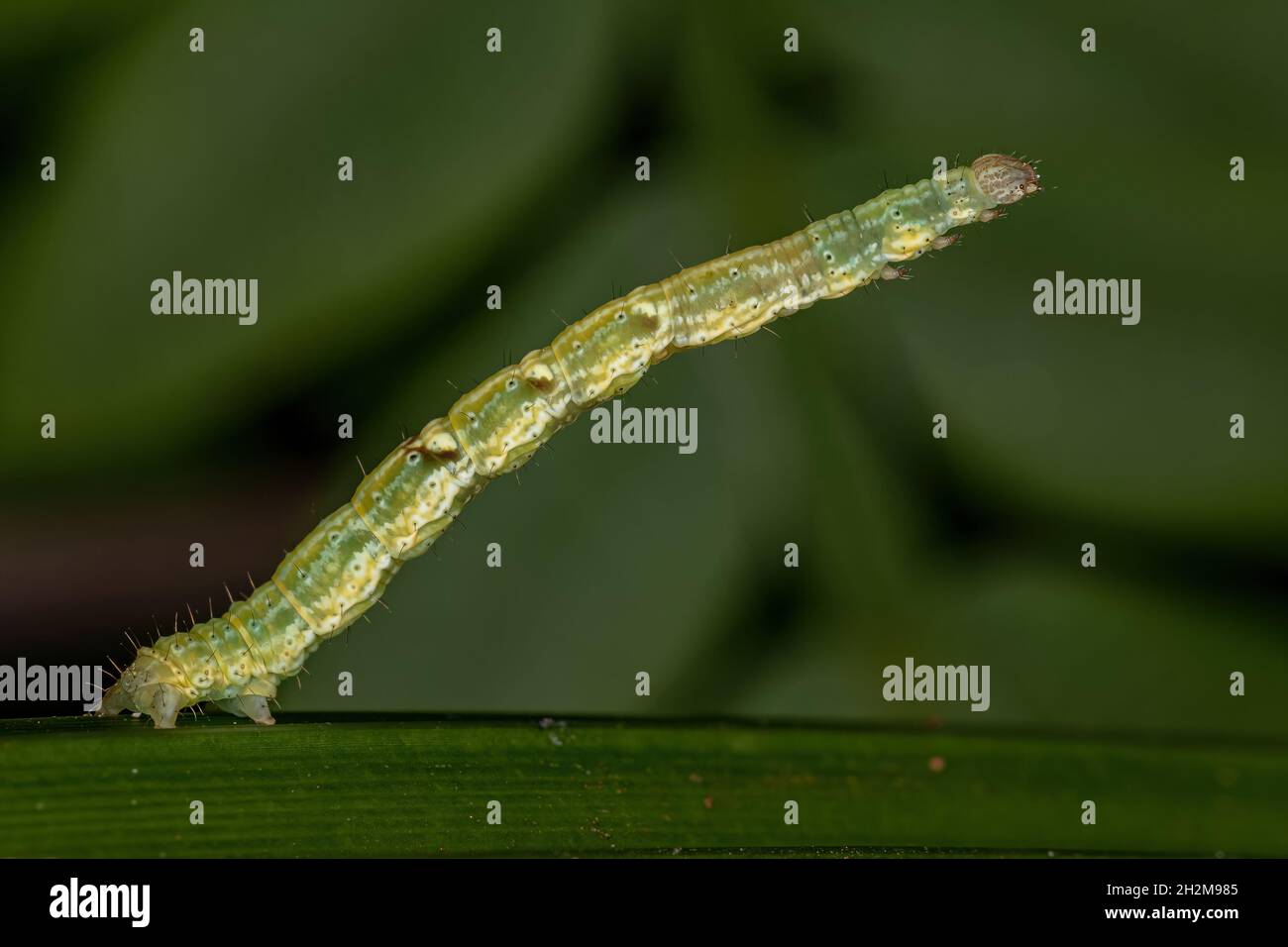 Geometer Moth Caterpillar der Familie Geometridae Stockfoto