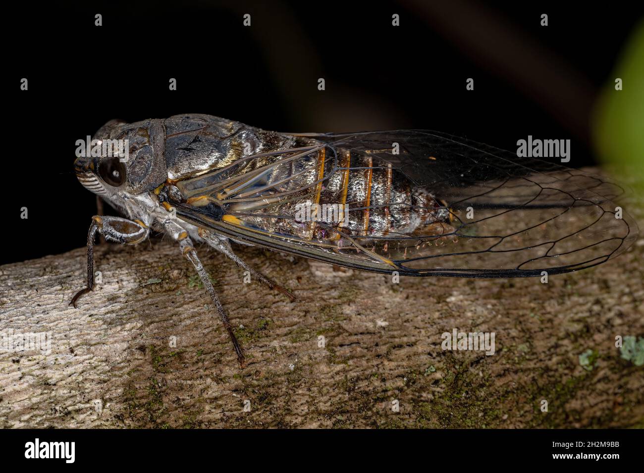 Erwachsene Typische Cicada der Tribe Fidicinini Stockfoto