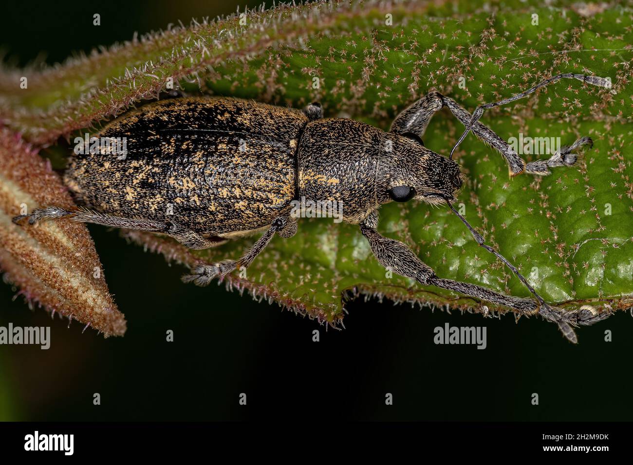 Adulter Breitnasen-Weevil des Stammes Naupactini Stockfoto