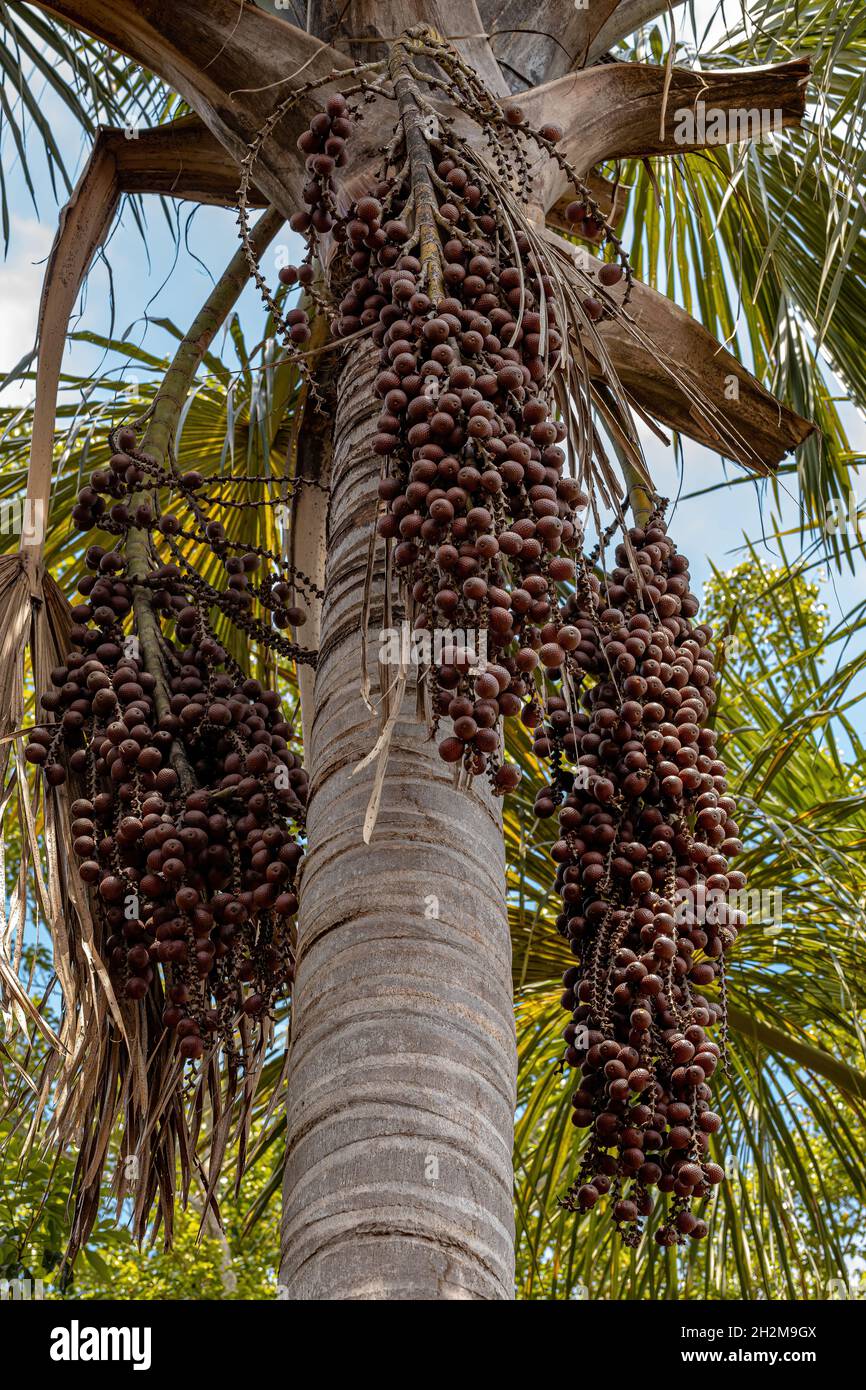 Moriche Palmenfrüchte der Art Mauritia flexuosa Stockfoto