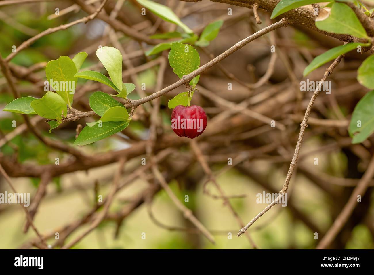Rote Acerola-Früchte der Art Maldighia emarginata mit selektivem Fokus Stockfoto