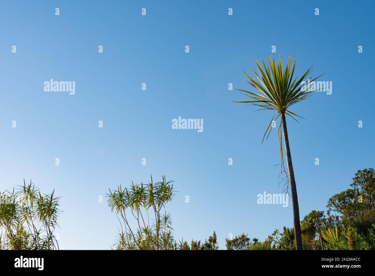 Lange, schlanke Blätter des neuseeländischen Kohlbaums vor dem blauen Morgenhimmel fangen die aufgehende Sonne auf einer Spur zum Gipfel des Mount Maunganui, Tauranga New Zeala Stockfoto