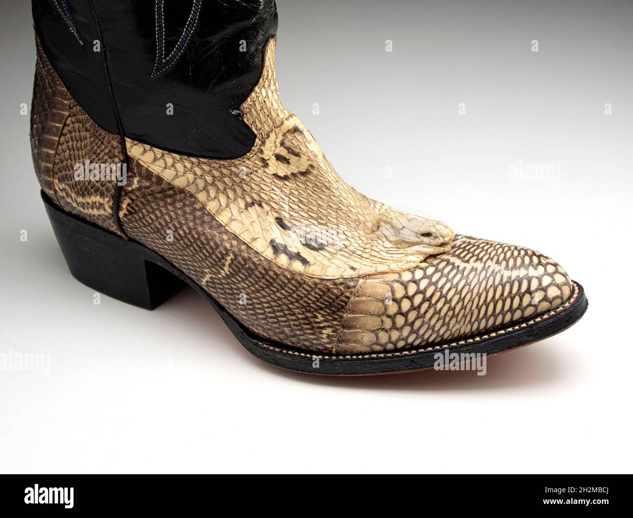 Cowboystiefel aus der gebräunten Haut einer einkettierten Kobra (Naja kaouthia), die mit dem getrockneten Kopf der Schlange geschmückt ist. Die O-förmige oder monokellierte Kapuze Stockfoto