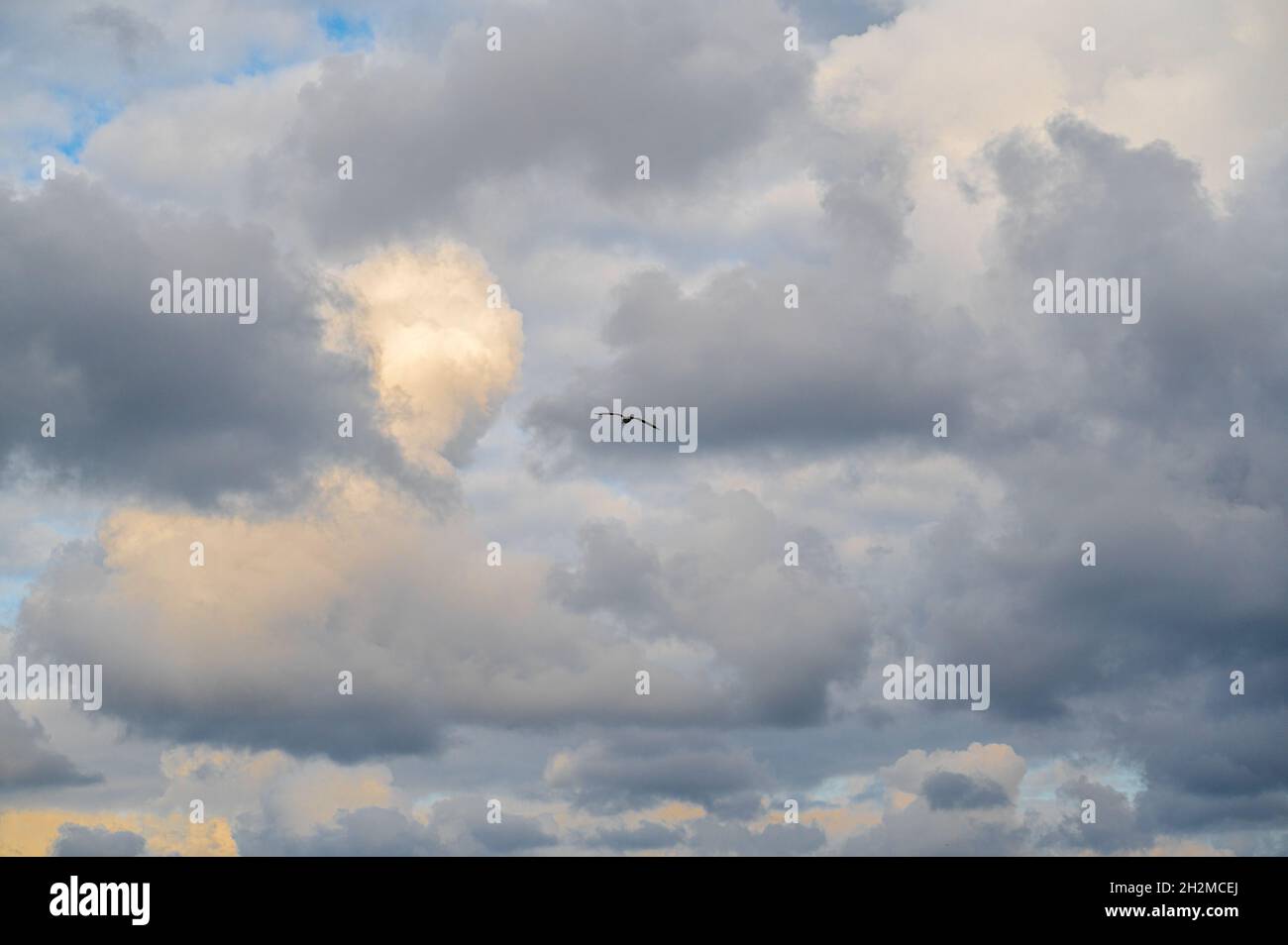 Möwe fliegt und schwebt vor einem launisch dramatischen Wolkenhimmel. möwe fliegt gegen den blauen Himmel und schwebt bei Sonnenuntergang über den Wolken. Ph Stockfoto
