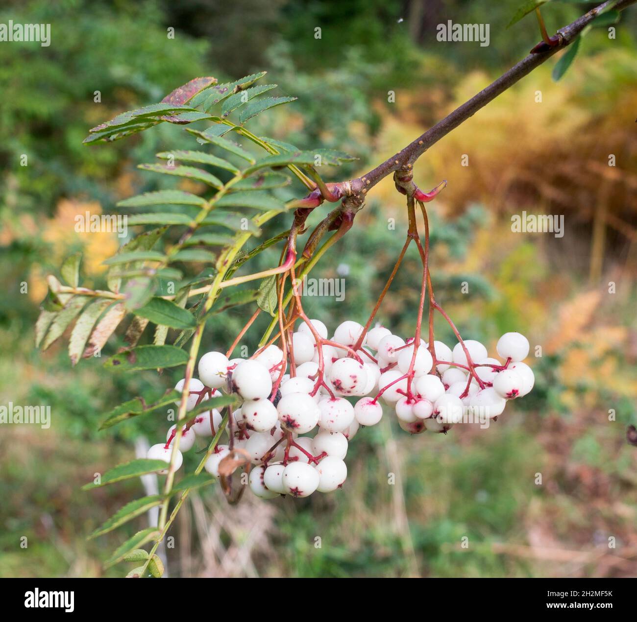 Weiße und rosafarbene Beeren von Bergasche „Sorbus microphylla“, gesehen im Oktober, England, Großbritannien Stockfoto