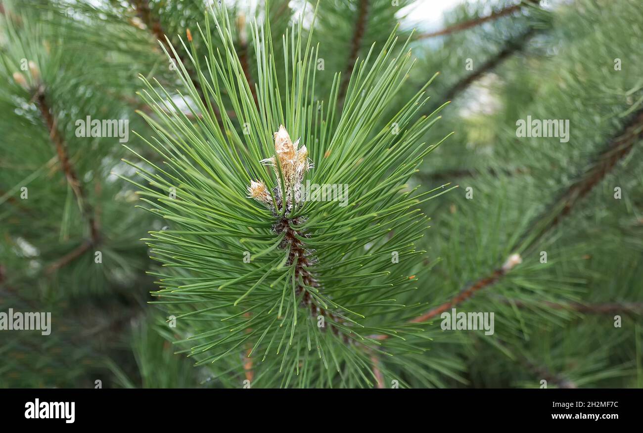 Junge Kiefernzapfen in einem Park, der in Europa wächst. Nadelkegel. Schottenkiefer oder Schottenkiefer Pinus sylvestris ist eine junge männliche Pollenblume auf einem Baum wachsen Stockfoto