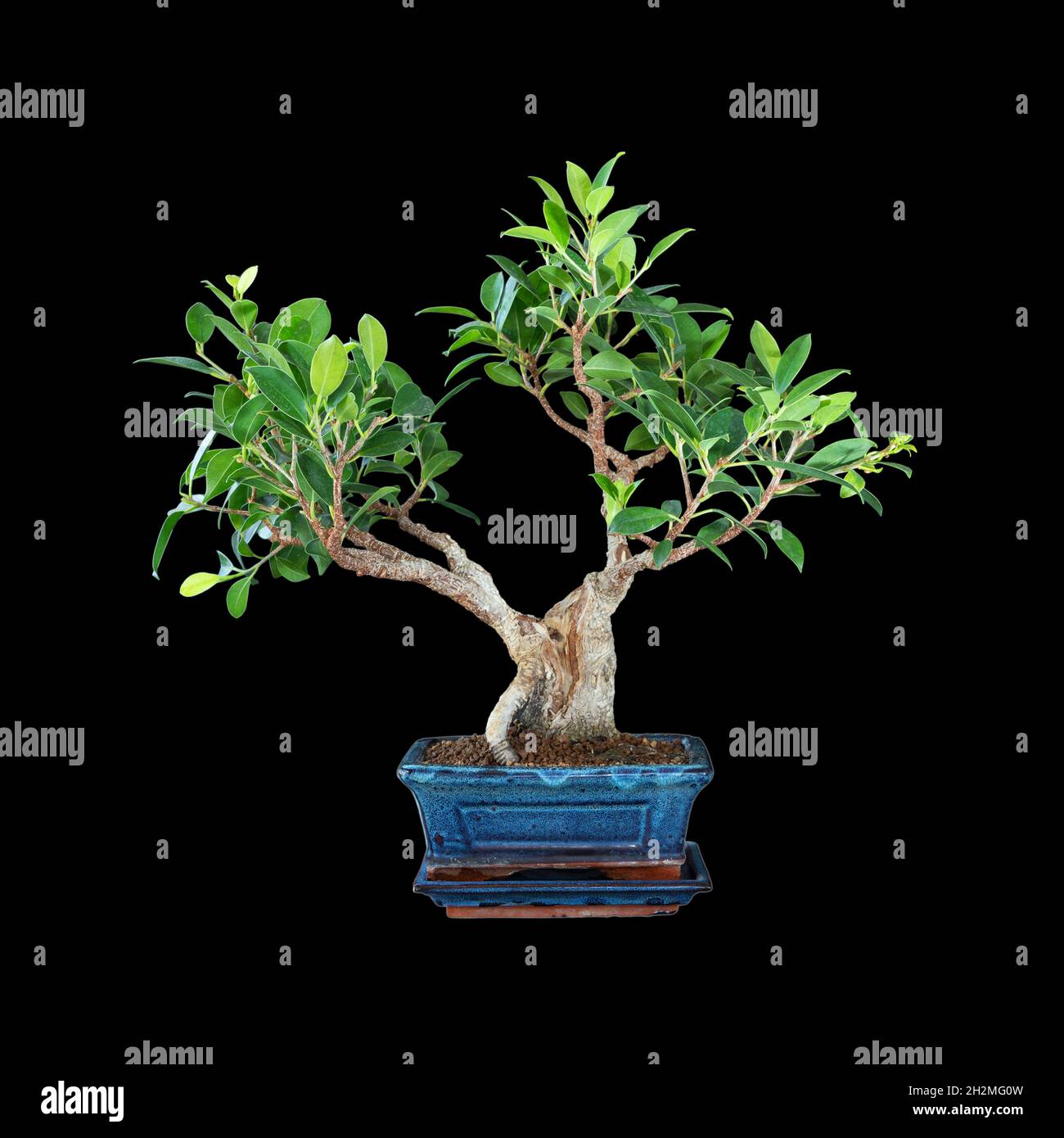 Tigerbark-Feigenbonsai über dunklem Hintergrund ( Ficus microcarpa ) Stockfoto