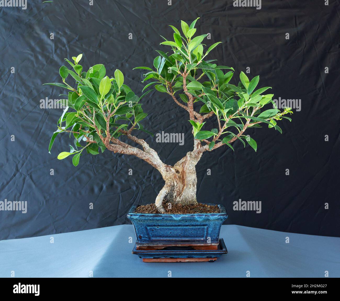 Ficus tigerbark Bonsai (Ficus retusa) in Akadama-Boden Stockfoto
