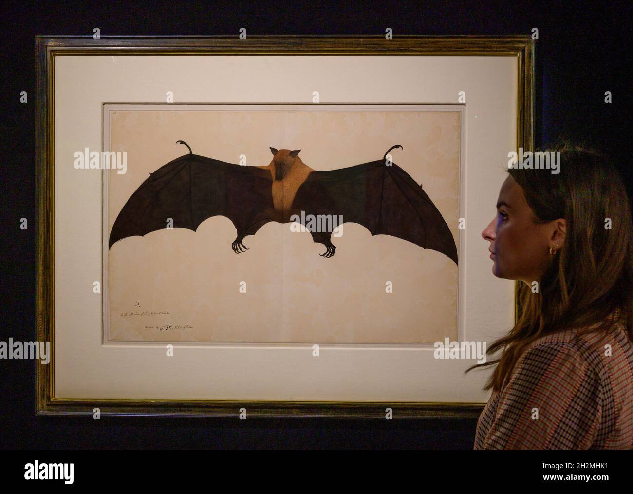 Sotheby’s, London, Großbritannien. 22. Oktober 2021. IN EINEM INDISCHEN GARTEN: Die Carlton Rochell Collection of Company School Paintings Verkaufsvorschau. A Great Indian Fruit bat or Flying Fox (Pteropus Giganteus), aus dem Impey Album, signiert von Bhawani das, Company School, Kalkutta, um 1778-83. Schätzung: £300,000- 500,000. Kredit: Malcolm Park/Alamy. Stockfoto
