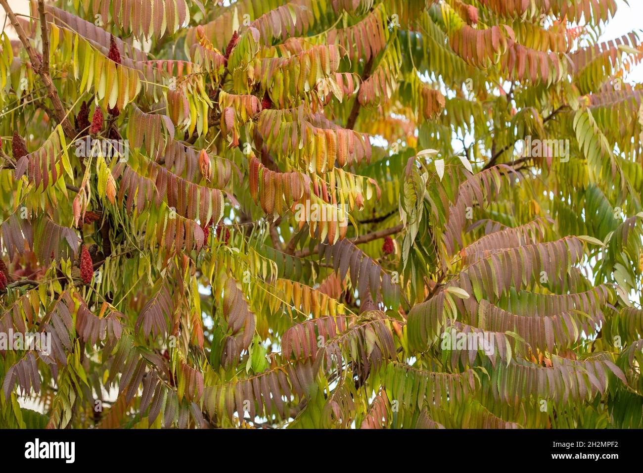 Rhus typhina Baum im Herbst, Herbstlaub Hintergrund Stockfoto