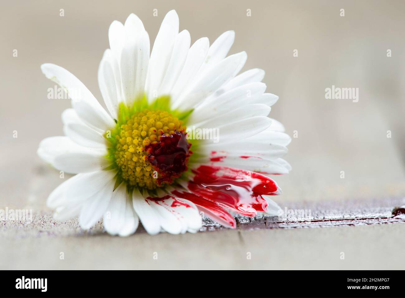 Weiße Gänseblümchen mit Blut auf den Blütenblättern. Konzept, das psychische Erkrankungen oder Umweltprobleme darstellt. Makro für selektiven Fokus Stockfoto