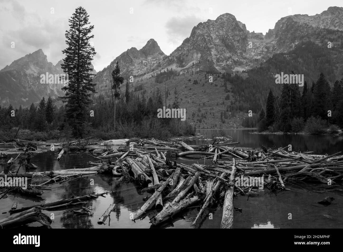 Jenny Lake Logs Stockfoto