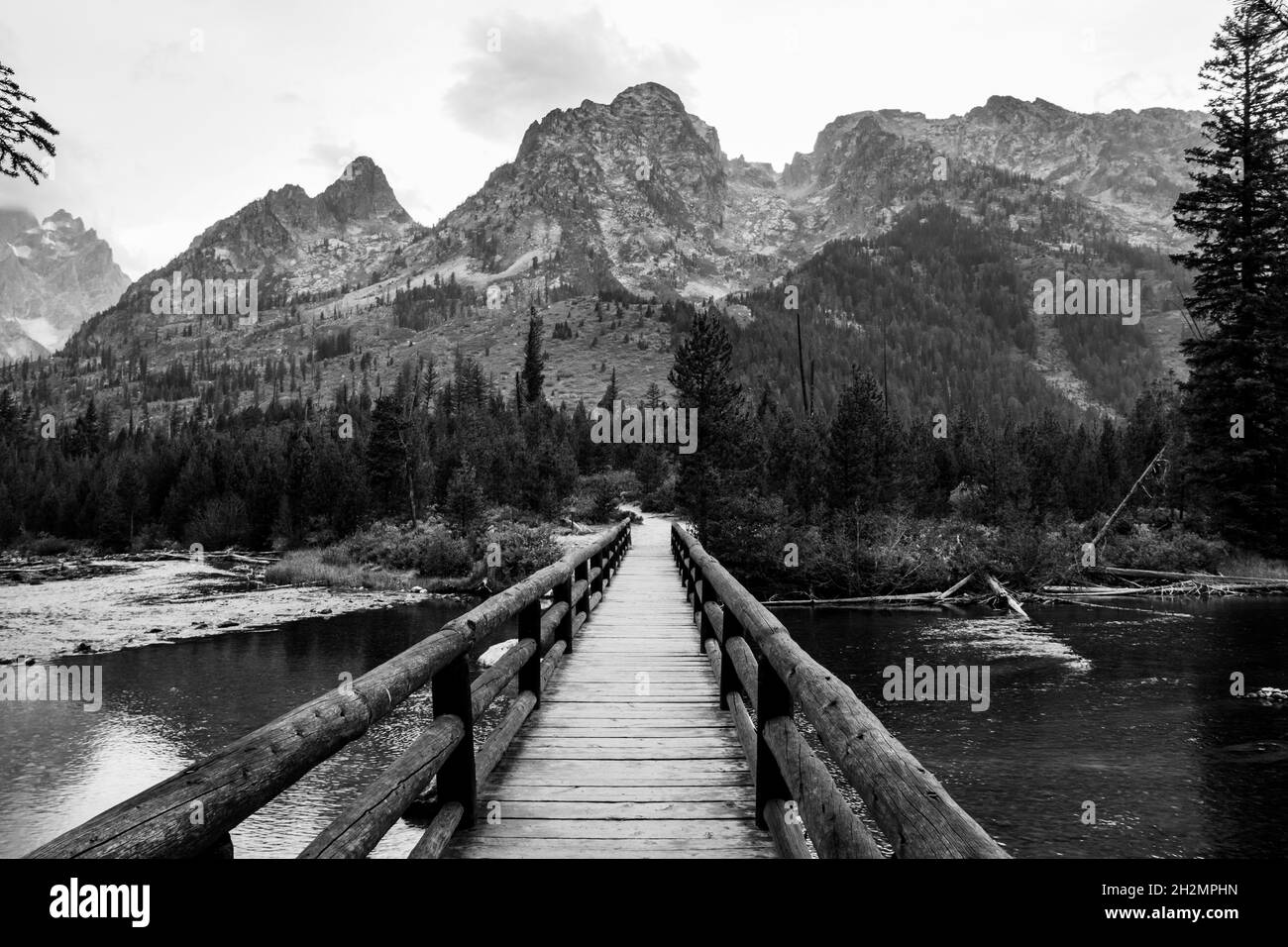 Jenny Lake Logs Stockfoto