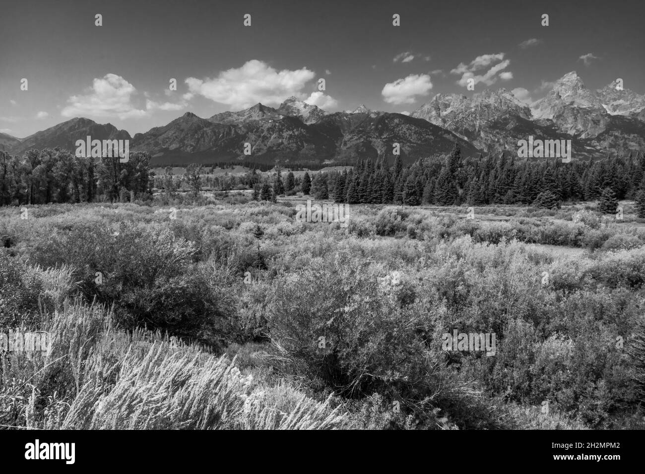 Jenny Lake Logs Stockfoto