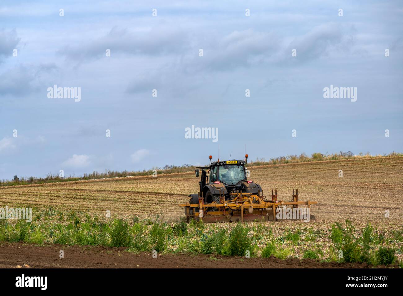 Zwiebelernte Bawdsey Suffolk England Stockfoto