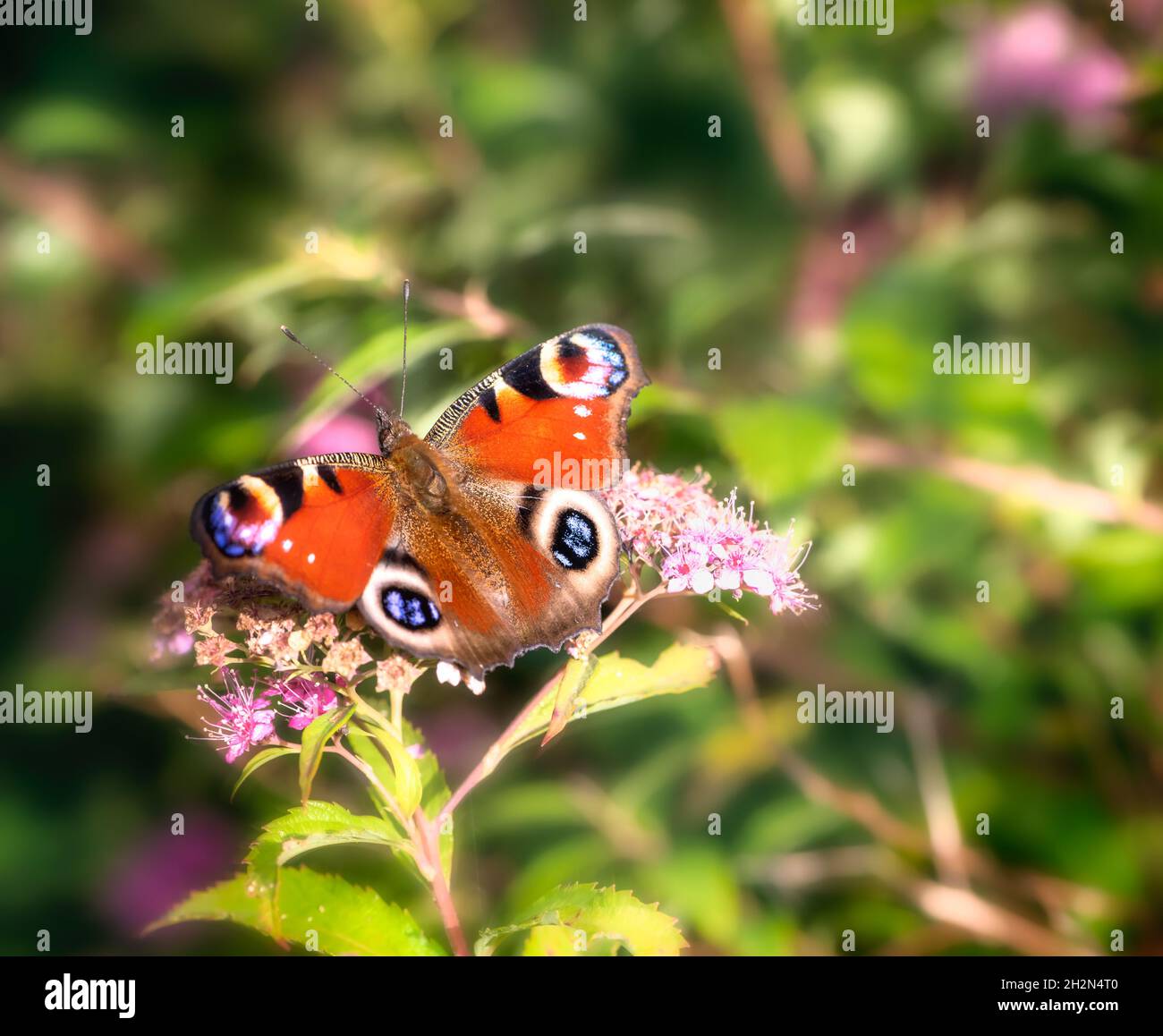 Makro eines roten Pfauenschmetterlings Stockfoto