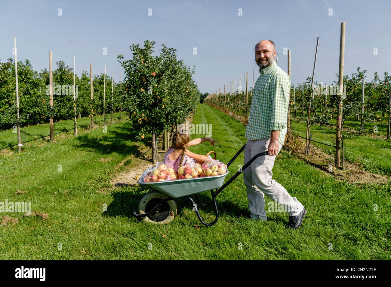 Lächelnder reifer Mann, der auf dem Obstgarten mit Mädchen und Äpfeln auf Schubkarren rollt Stockfoto